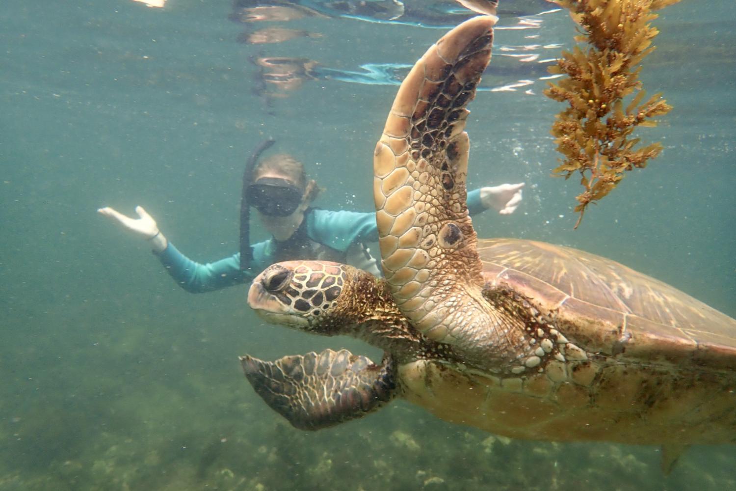 一名<a href='http://ep.album-famille.net'>bv伟德ios下载</a>学生在Galápagos群岛游学途中与一只巨龟游泳.